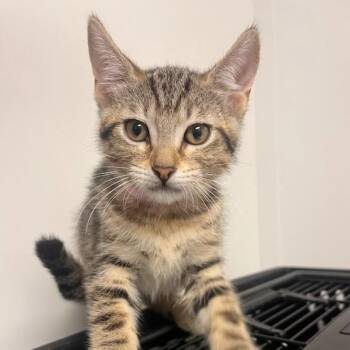 Oleander -  Domestic Short Hair Cat for Adoption in Hattiesburg, Mississippi - Oleander | PetCurious