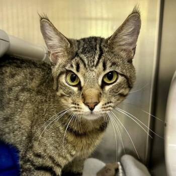 Domestic Short Hair Cats Available for Adoption in Walnut Creek, California - Tonks | PetCurious