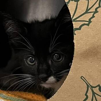 Domestic Short Hair Cats Available for Adoption in Baltimore, Maryland - Cinderblock | PetCurious
