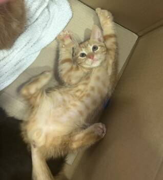Brandon -  Domestic Short Hair Cat for Adoption in Little Elm, Texas - Brandon | PetCurious