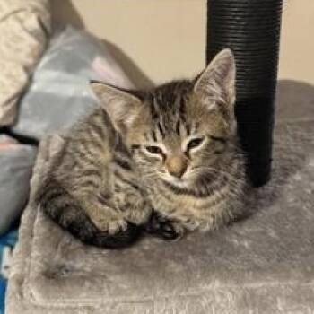 Rescue Domestic Short Hair Cats for Adoption in Liverpool, Texas - Oliver | PetCurious