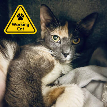 Rescue Domestic Short Hair Cats for Adoption in Baltimore, Maryland - Pebbles - Working Cat | PetCurious