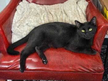 Hera -  Domestic Short Hair Cat for Adoption in Kansas City, Missouri - Hera | PetCurious