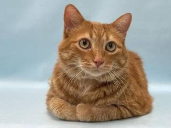 Sans -  Domestic Short Hair Cat for Adoption in Minneapolis, Minnesota - Sans | PetCurious