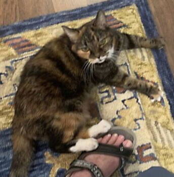 Rescue Tortoiseshell and Tabby Cats for Adoption in Magnolia Springs, Alabama - Sissy | PetCurious