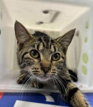 Rescue Domestic Short Hair Cats for Adoption in Longview, Texas - Biscoff | PetCurious