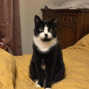 Rescue Tuxedo Cats for Adoption in Melrose, Massachusetts - Malone | PetCurious