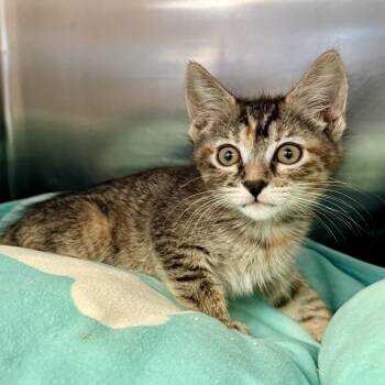 Maestra -  Domestic Medium Hair Cat for Adoption in Palm Springs, California - Maestra | PetCurious