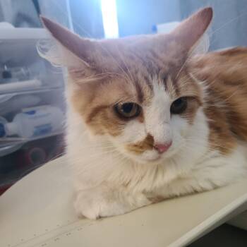 Saffron -  Domestic Medium Hair Cat for Adoption in Russellville, Kentucky - Saffron | PetCurious