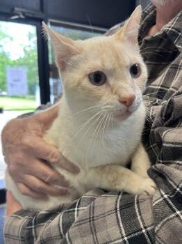 Walker -  Domestic Short Hair and Siamese Cat for Adoption in Dyersburg, Tennessee - Walker | PetCurious