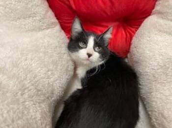 Zay -  Domestic Short Hair Cat for Adoption in Parlier, California - Zay | PetCurious
