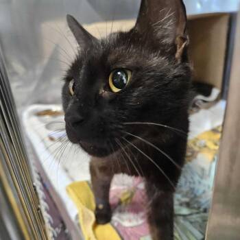 Nadia -  Domestic Short Hair Cat for Adoption in Dover, New Hampshire - Nadia | PetCurious