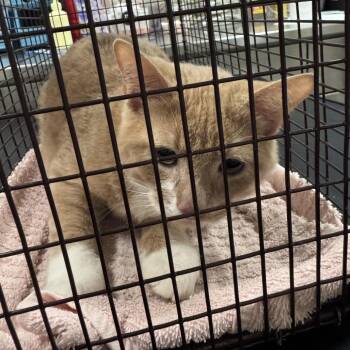 Cheeto -  Domestic Short Hair Cat for Adoption in Chicago, Illinois - Cheeto | PetCurious