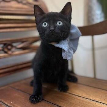 Basil Garden -  Bombay and Domestic Short Hair Cat Available for Adoption in Friendswood, Texas - Basil Garden | PetCurious