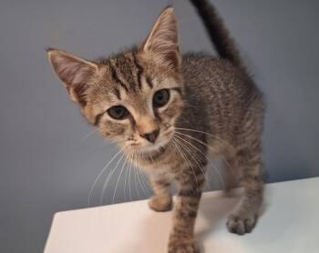 Norm -  Domestic Short Hair Cat for Adoption in Greensboro, North Carolina - Norm | PetCurious