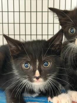 A2480065 -  Domestic Short Hair Cat for Adoption in Fort Lauderdale, Florida - A2480065 | PetCurious