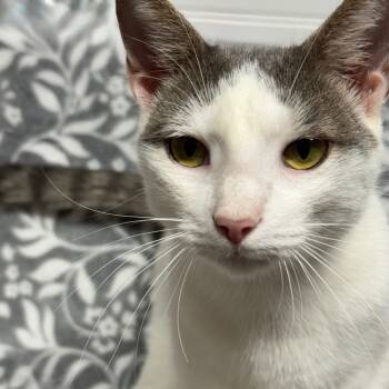 Rescue Domestic Short Hair Cats for Adoption in Hackett, Arkansas - Cross | PetCurious
