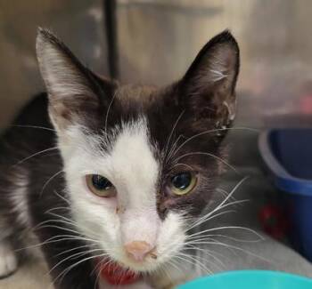 Kenneth -  Domestic Short Hair Cat for Adoption in Fishers, Indiana - Kenneth | PetCurious