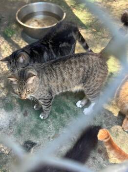 Rescue Domestic Short Hair Cats for Adoption in Middleburg, Florida - Abel | PetCurious