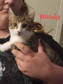 Woody -  Domestic Short Hair Cat for Adoption in Mount Pleasant, Texas - Woody | PetCurious