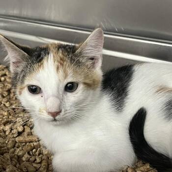 Zinnia -  Domestic Short Hair Cat for Adoption in Idaho Falls, Idaho - Zinnia | PetCurious