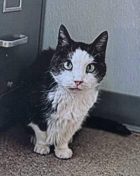 Rescue Domestic Short Hair Cats for Adoption in Fort Madison, Iowa - Cricket | PetCurious