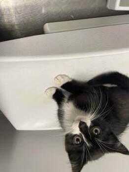 INAYA -  Domestic Short Hair Cat for Adoption in Kent, Washington - INAYA | PetCurious
