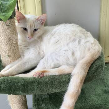 Domestic Short Hair Cats Available for Adoption in Hearne, Texas - Peaches | PetCurious