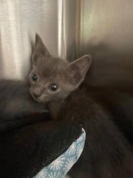 Domestic Medium Hair Cats Available for Adoption - Buster | PetCurious