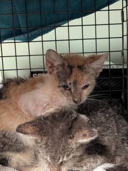 ARABELLA -  Domestic Short Hair Cat for Adoption in Jacksonville, Florida - ARABELLA | PetCurious