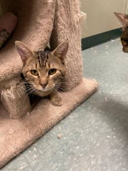 Aries -  Domestic Short Hair Cat for Adoption in Warwick, Rhode Island - Aries | PetCurious