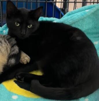 Rescue Domestic Short Hair Cats for Adoption in Elizabethton, Tennessee - BAILEY | PetCurious