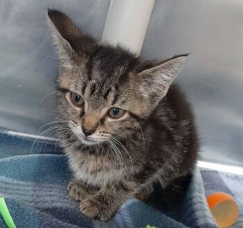 Speed Bump -  Domestic Short Hair Cat for Adoption in Georgetown, Ohio - Speed Bump | PetCurious