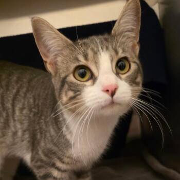 Yahtzee -  Domestic Short Hair Cat for Adoption in Council Bluffs, Iowa - Yahtzee | PetCurious