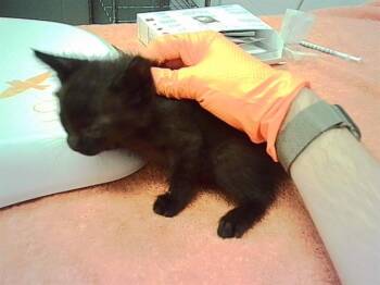 PICANTE -  Domestic Short Hair Cat for Adoption in Indianapolis, Indiana - PICANTE | PetCurious
