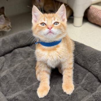Domestic Short Hair Cats Available for Adoption in Marshall, Virginia - Beau | PetCurious