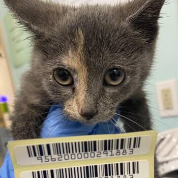 Poison Ivy -  Domestic Short Hair Cat for Adoption in Charleston, West Virginia - Poison Ivy | PetCurious