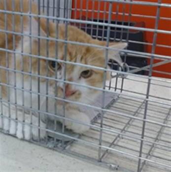 ELIAS -  Domestic Short Hair Cat for Adoption in Louisville, Kentucky - ELIAS | PetCurious