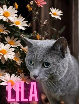 Lyla -  Domestic Short Hair Cat for Adoption in Barton, Vermont - Lyla | PetCurious