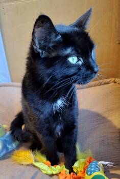 Clara -  Domestic Short Hair Cat for Adoption in Syracuse, New York - Clara | PetCurious