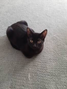 Rescue Domestic Short Hair Cats for Adoption in Wilmington, North Carolina - Jacob | PetCurious