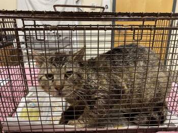 Domestic Short Hair Cats Available for Adoption in Modesto, California - A610057 | PetCurious
