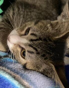 Carolina -  Domestic Short Hair Cat for Adoption in Dayton, Minnesota - Carolina | PetCurious