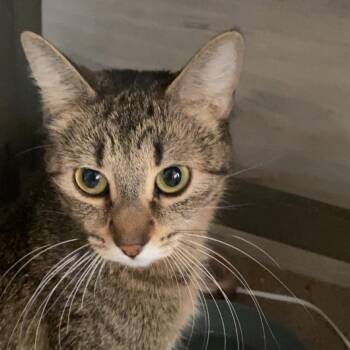 Arty Mae -  Domestic Short Hair Cat for Adoption in Park City, Utah - Arty Mae | PetCurious