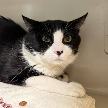 RENO -  Domestic Short Hair Cat for Adoption in Las Vegas, Nevada - RENO | PetCurious