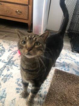 Clyde and Bonnie -  Domestic Short Hair Cat for Adoption in Ellicott City, Maryland - Clyde And Bonnie | PetCurious