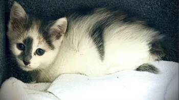 MINKA -  Domestic Short Hair Cat for Adoption in Colorado Springs, Colorado - MINKA | PetCurious
