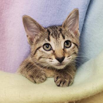 Pumpkin -  Domestic Short Hair Cat for Adoption in Marseilles, Illinois - Pumpkin | PetCurious