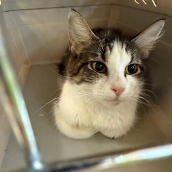 Pearl -  Domestic Short Hair Cat for Adoption in Emporia, Kansas - Pearl | PetCurious