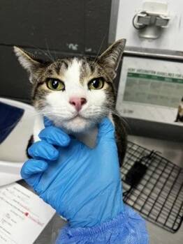 Domestic Short Hair Cats Available for Adoption in Fort Worth, Texas - Remus Roo | PetCurious